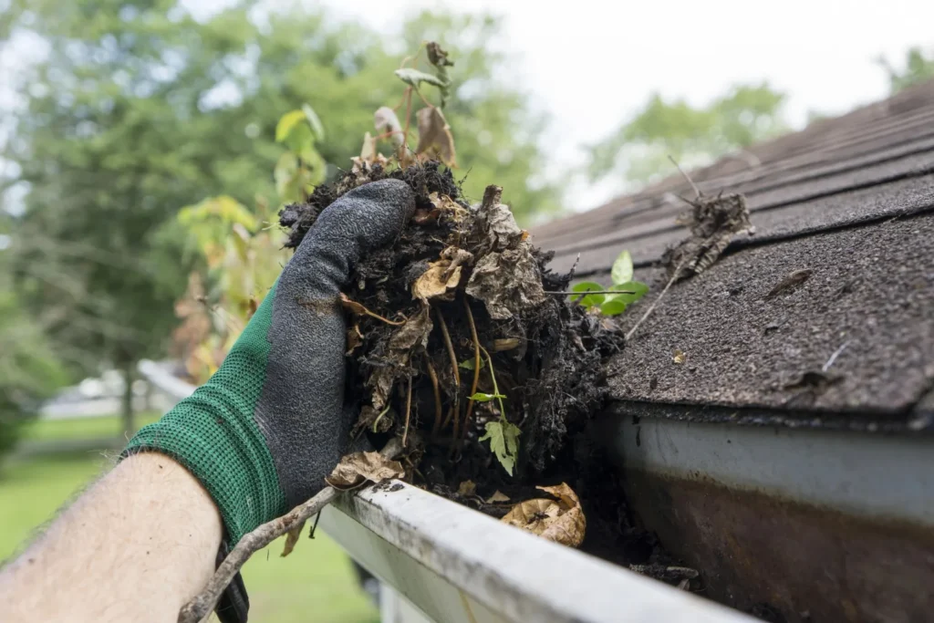 Pine needles and debris in gutters