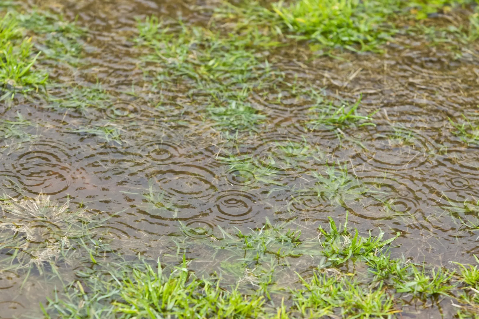 Excess water puddling on grass